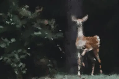 Painting process animation